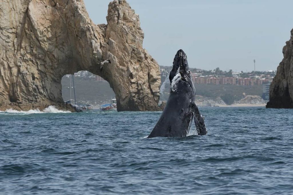 grey-whales-mexico