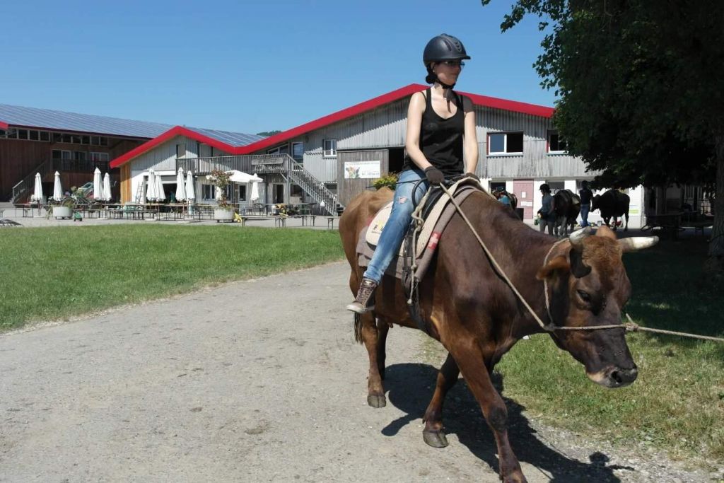 Switzerland-Travel-Cow