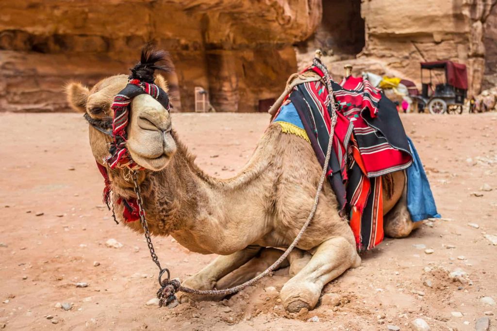 Travel Jordan Destination with no quarantine