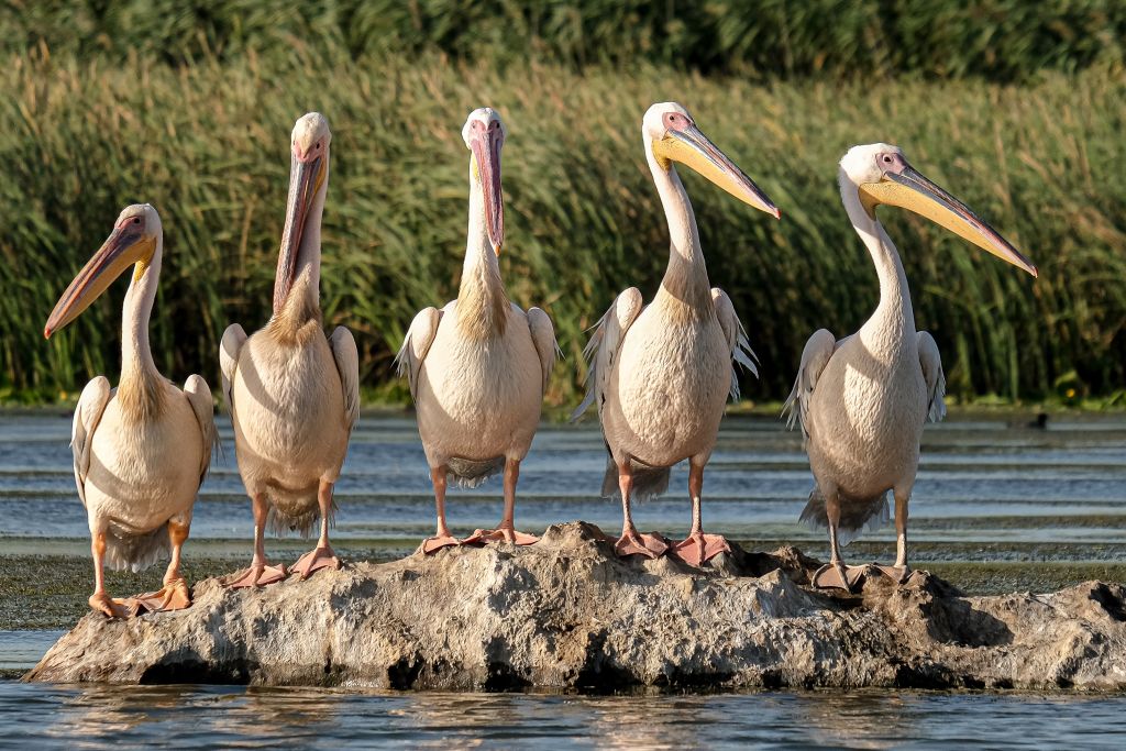 pelican-stork