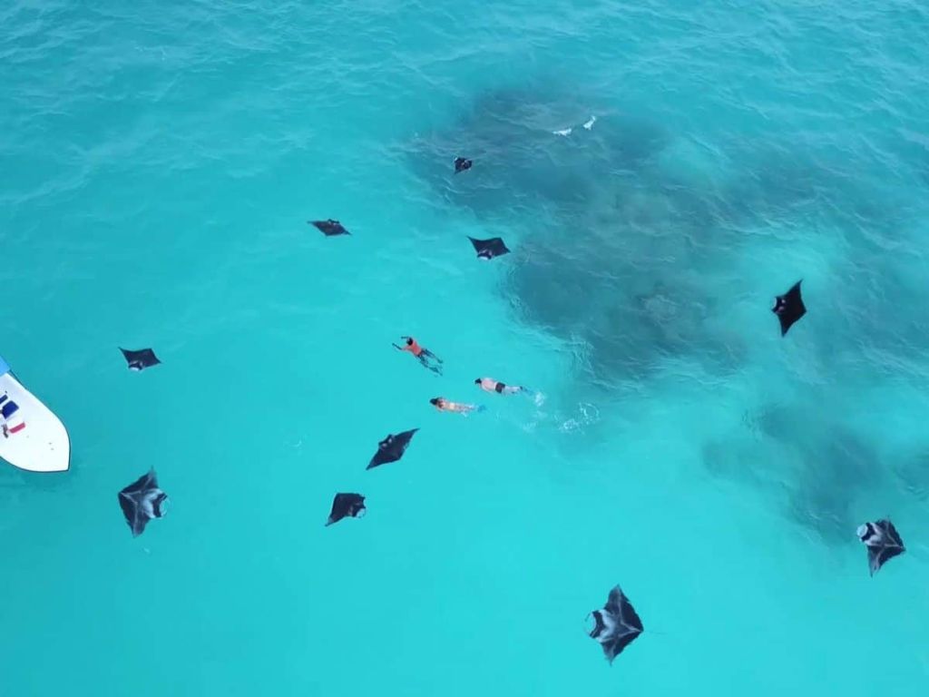 Diving with manta rays