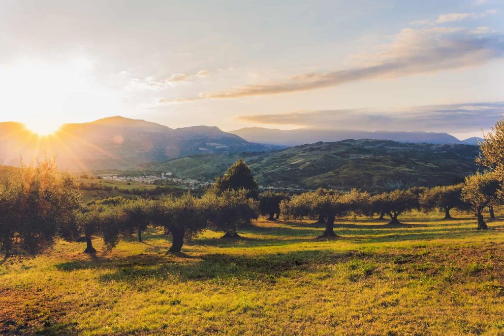 olive-oil-plantation