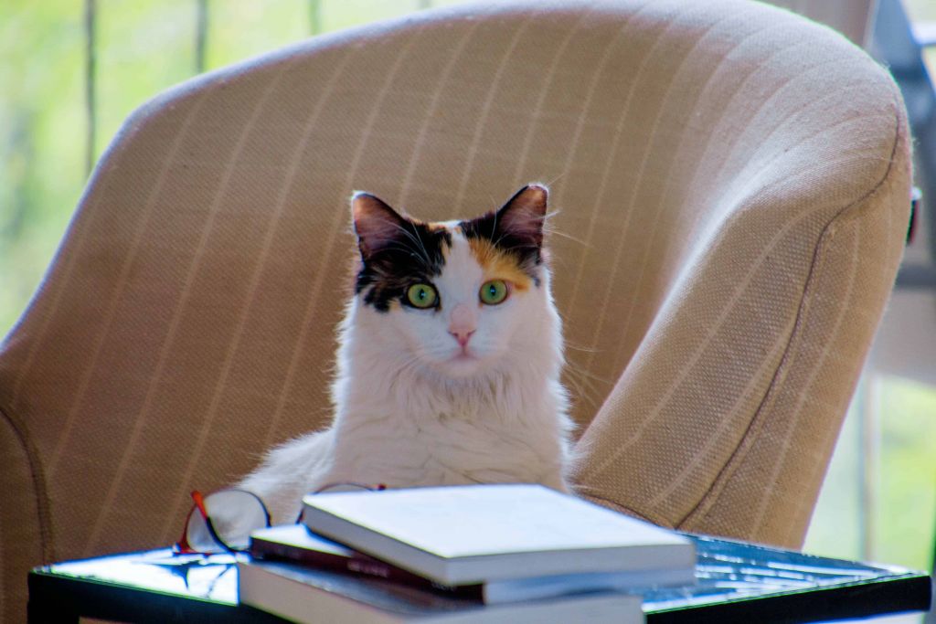plan cat travel Business travel plan