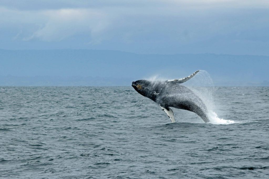 whales in Iceland