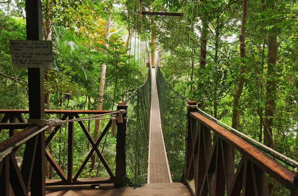 Canopy walk taman negara Canopy walk Taman Negara Pahang