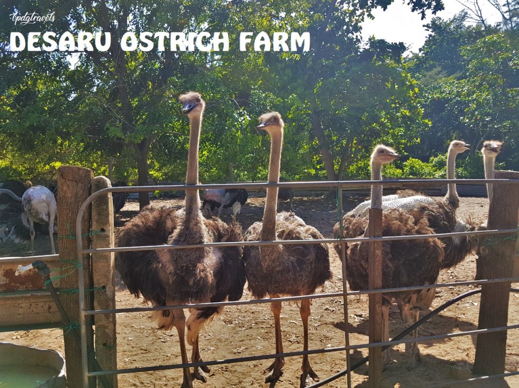 desaru ostrich farm