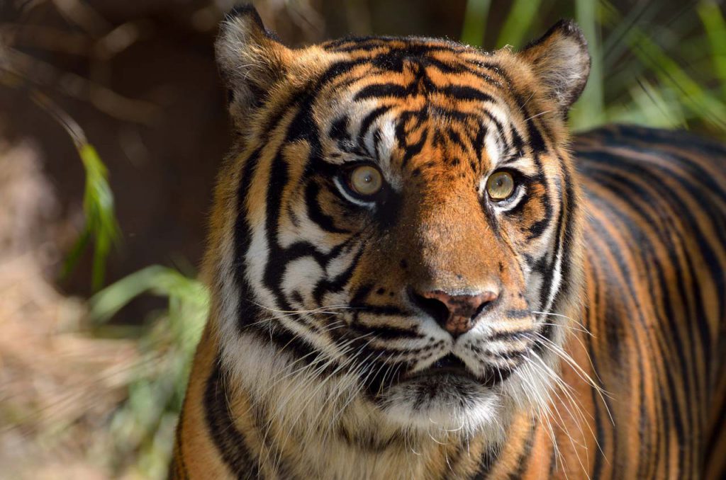 Taman Negara - Malayan Tiger