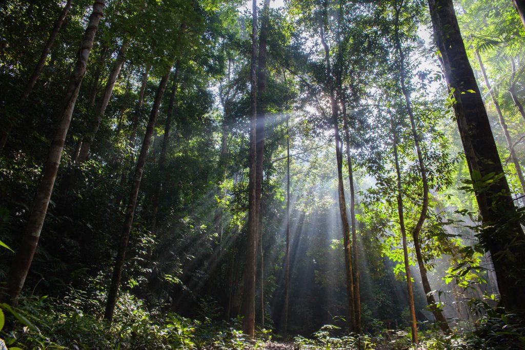 Taman Negara jungle morning