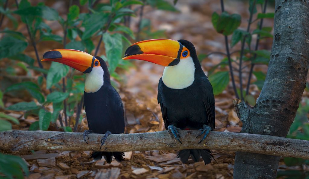 Toucan - Tahan River - Taman Negara