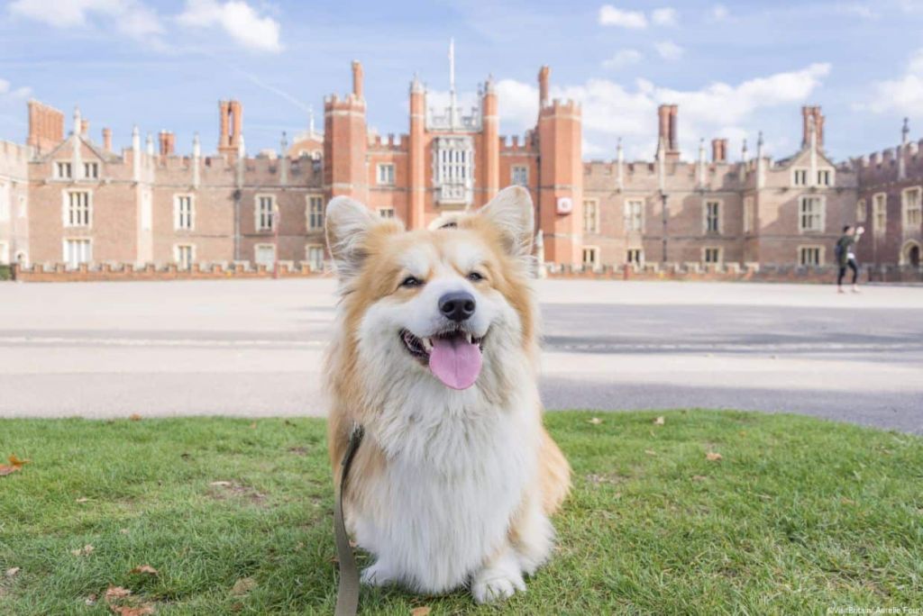 Corgi - the queen's dog