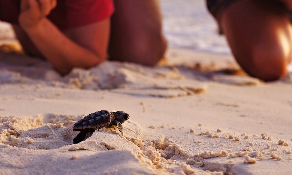 baby turtle