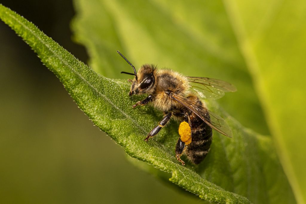 Bee Insect Taman Negara