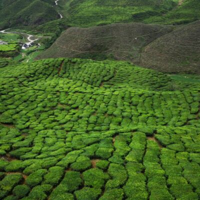 tea plantation cameron highlands