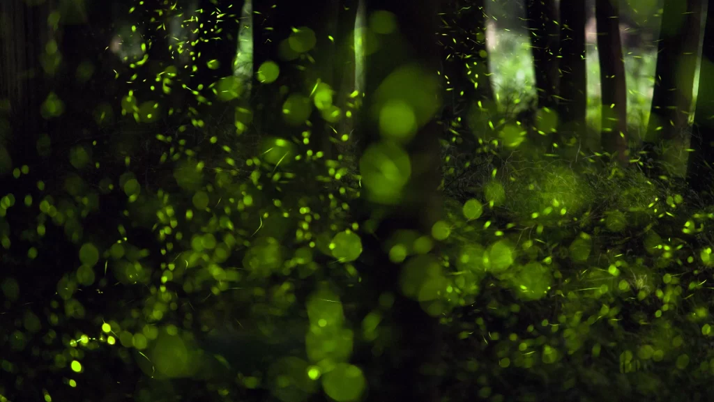 fireflies at night