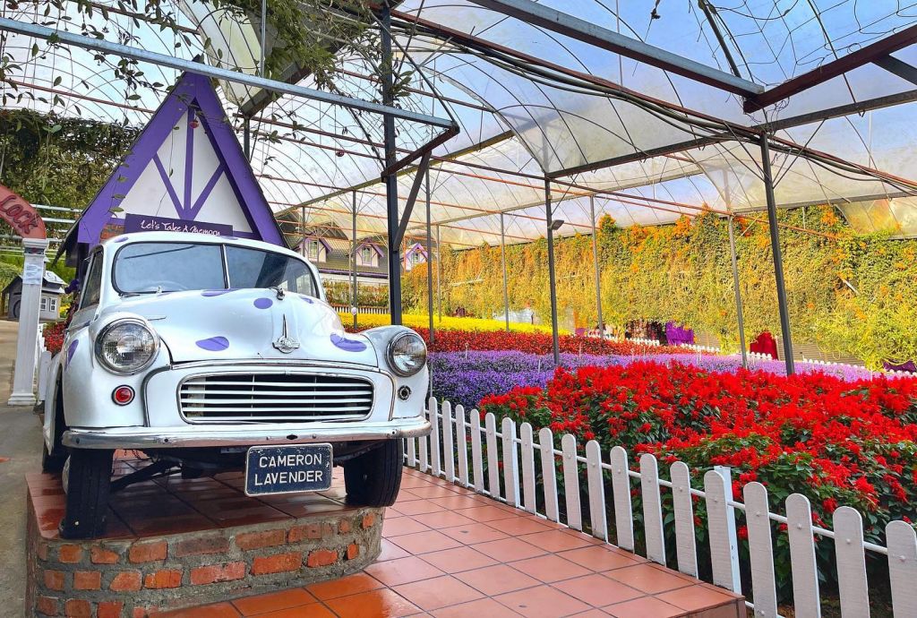 lavender garden cameron highlands