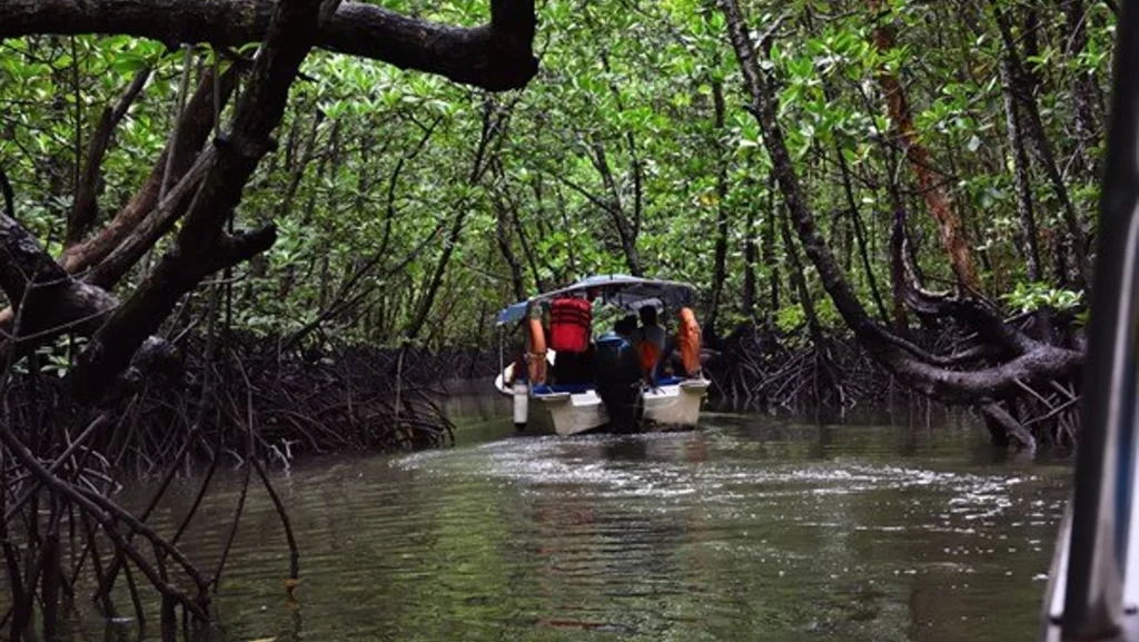 mangrove river tour