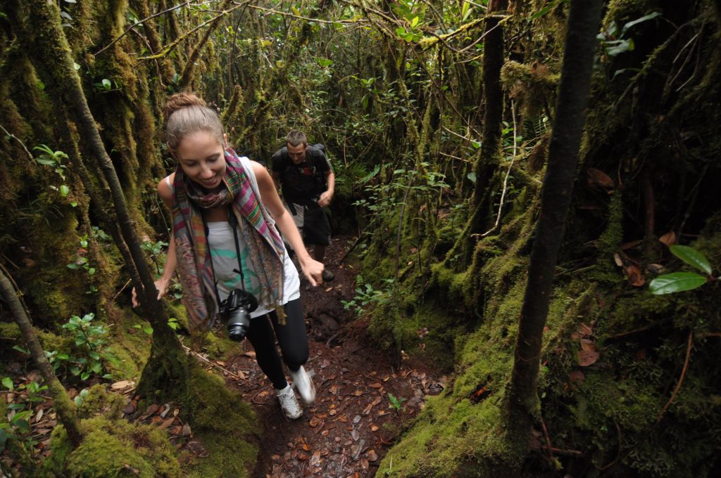 mossy forest cameron highlands