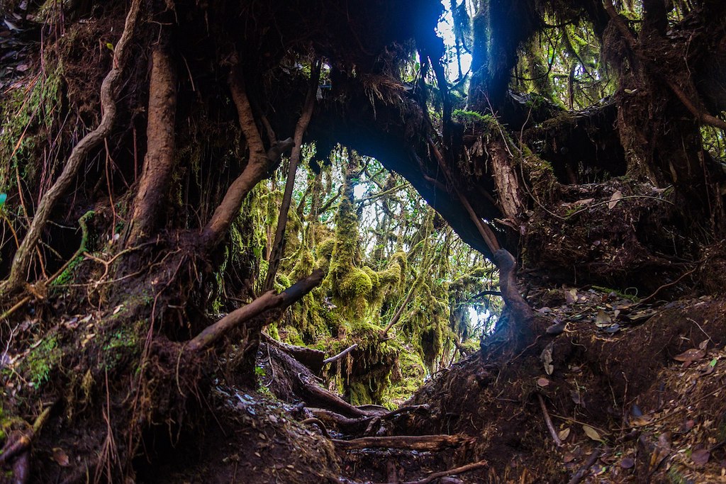 mossy forest cameron highlands lord of the rings