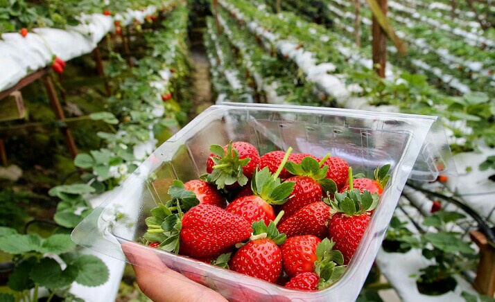 strawberry picking cameron highlands