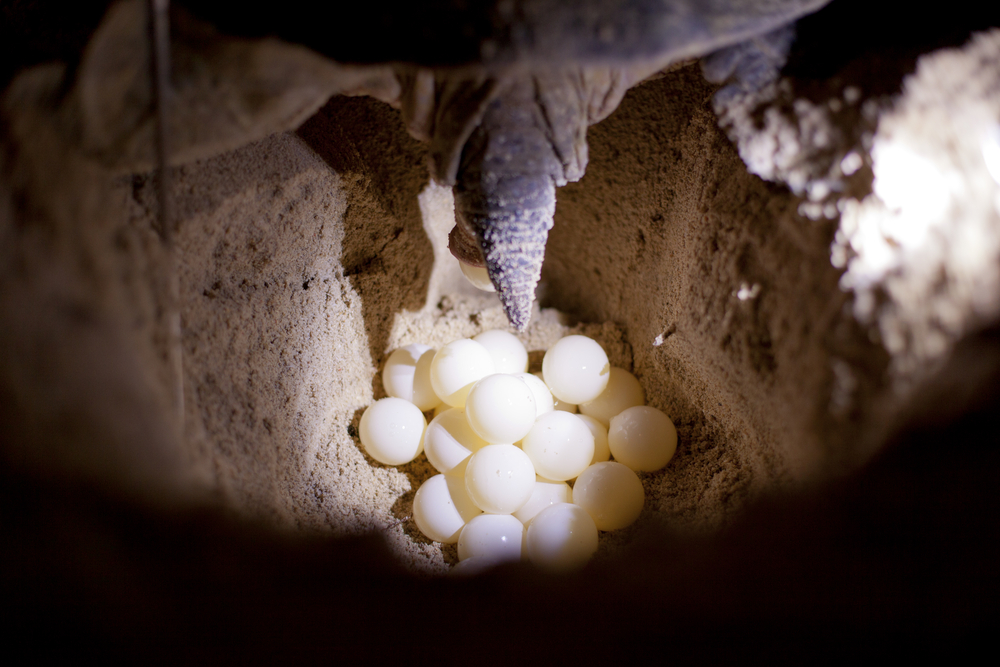 turtle eggs