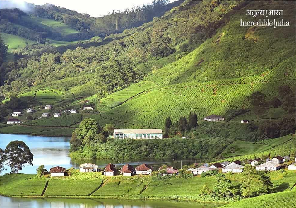 India Travel: Munnar Tea Plantations