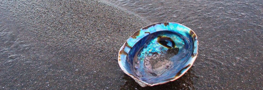 NZ shell abalone New Zealand Travel: The beautiful pāua shell makes a great gift from New Zealand