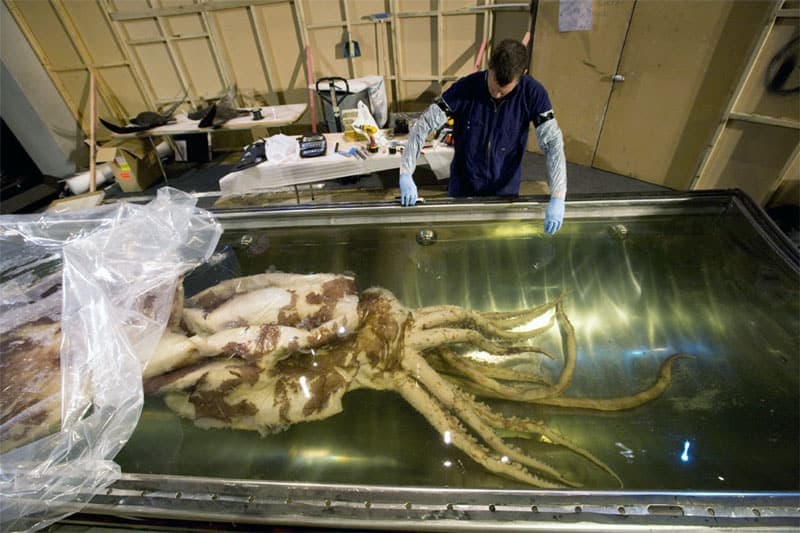 Things to do in New Zealand: See a colossal squid