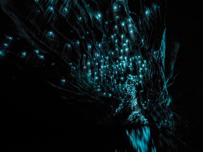 New Zealand Glowworm Things to do in New Zealand: Go caving with glow worms