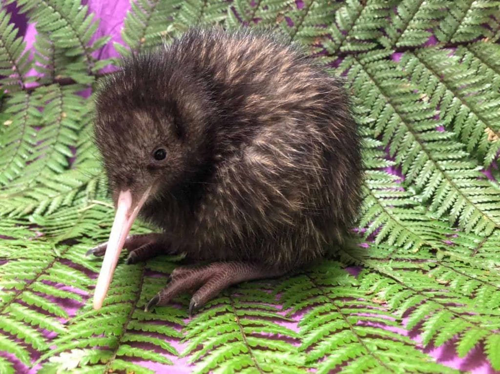 New Zealand Travel is not complete without seeing a kiwi bird