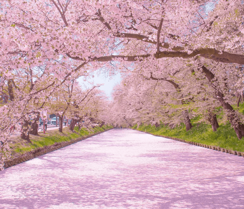 Japan's Summer Season To Visit In 2023 spring in Japan