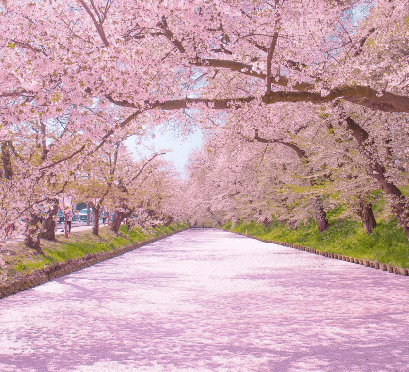 Japan cherry blossoms
