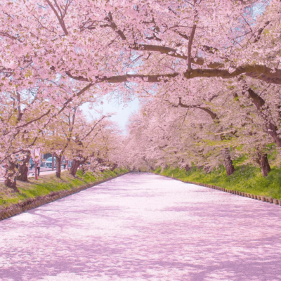 Japan cherry blossoms