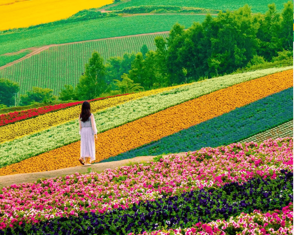 Summer Hokkaido Japan summer in Japan