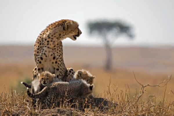 Cheetah and cubs Cheetah and cubs