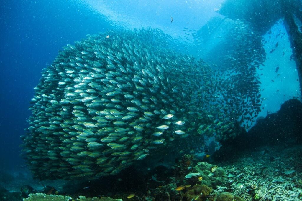 Mabul diving marine creatures