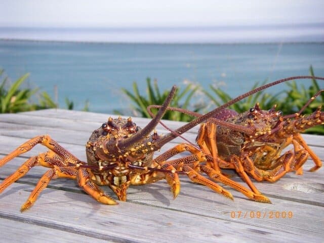 New Zealand Travel: Eat crayfish aka the rock lobster