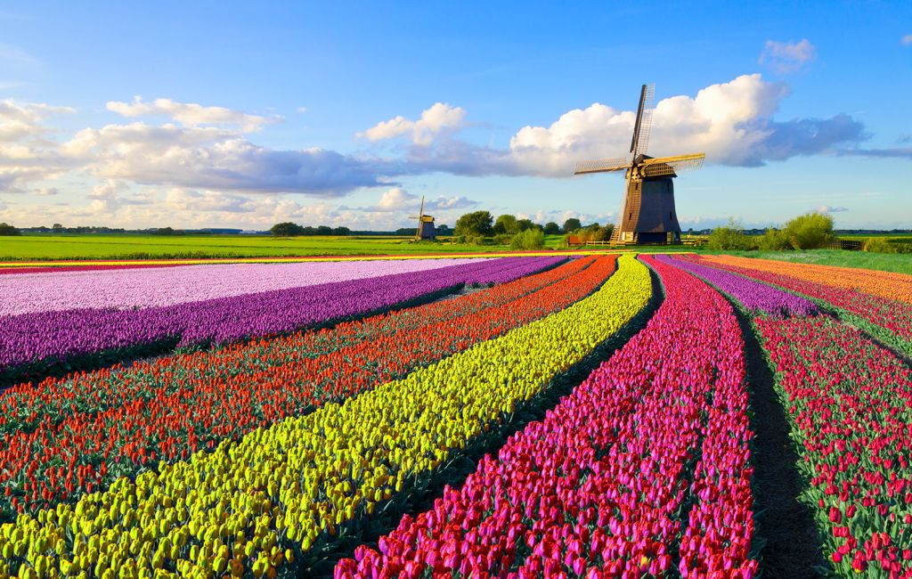 tra-holland-europe-flower-field-windmill-nature-rural-countryside