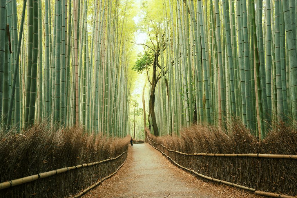 tra japan asia bamboo forest nature walk trail nature natural Japan Travel News