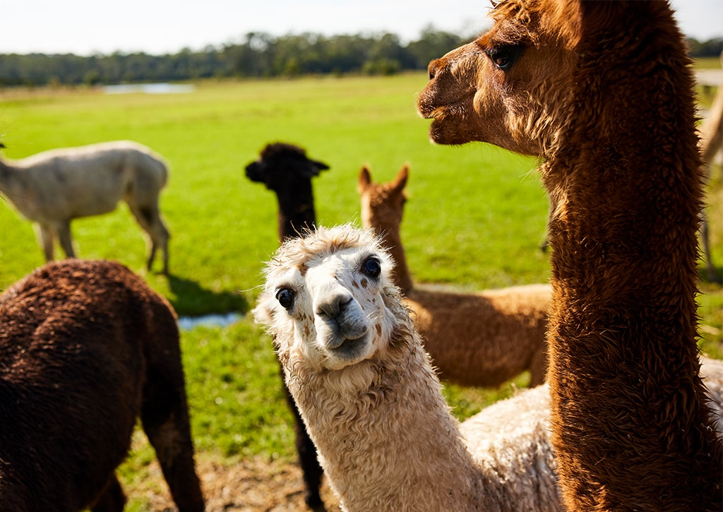 Alpacas at Iris Lodge Alpaca, Sydney, New South Wales