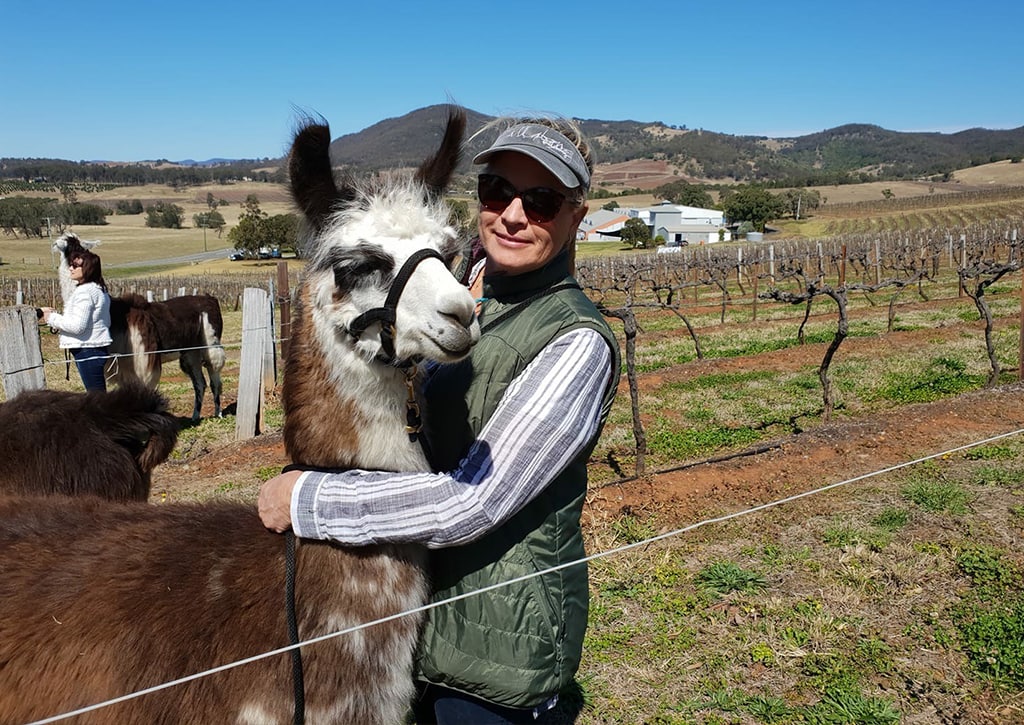 Walking with Llamas at The Llama Collective, Sydney, New South Wales