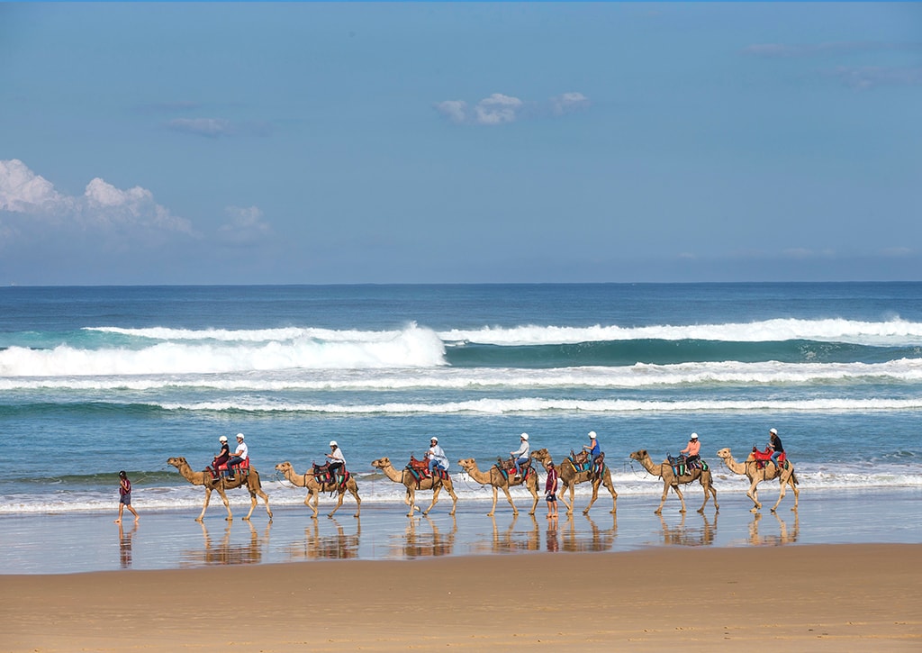 Camel riding at Port Stephens, Sydney, New South Wales