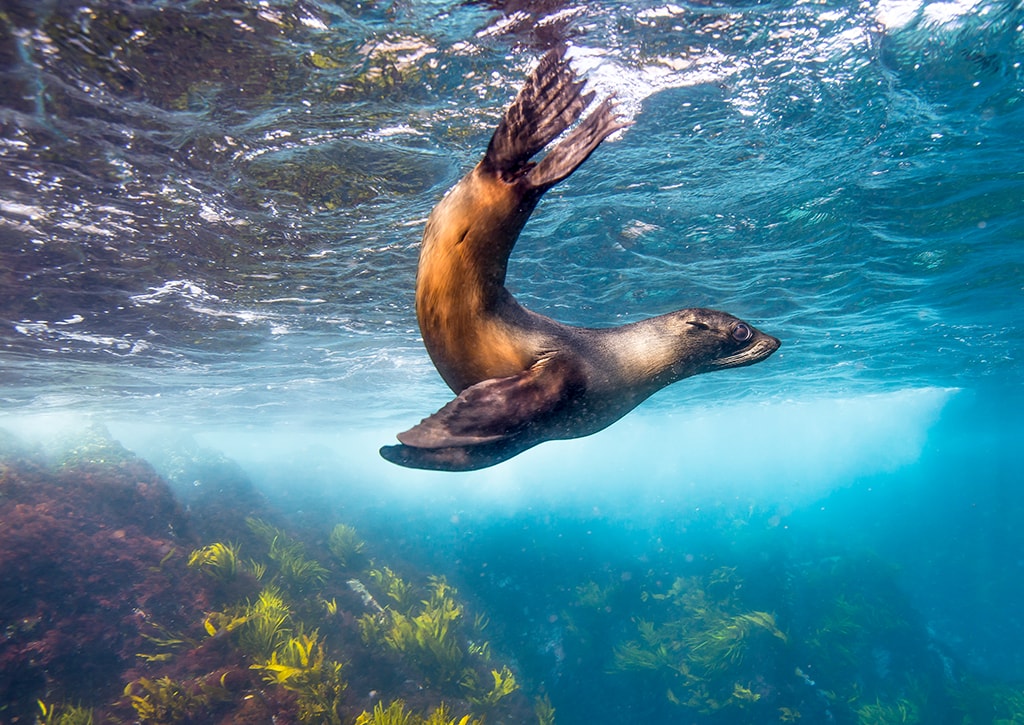 Swim with the seals at Montague Island, Sydney, New South Wales