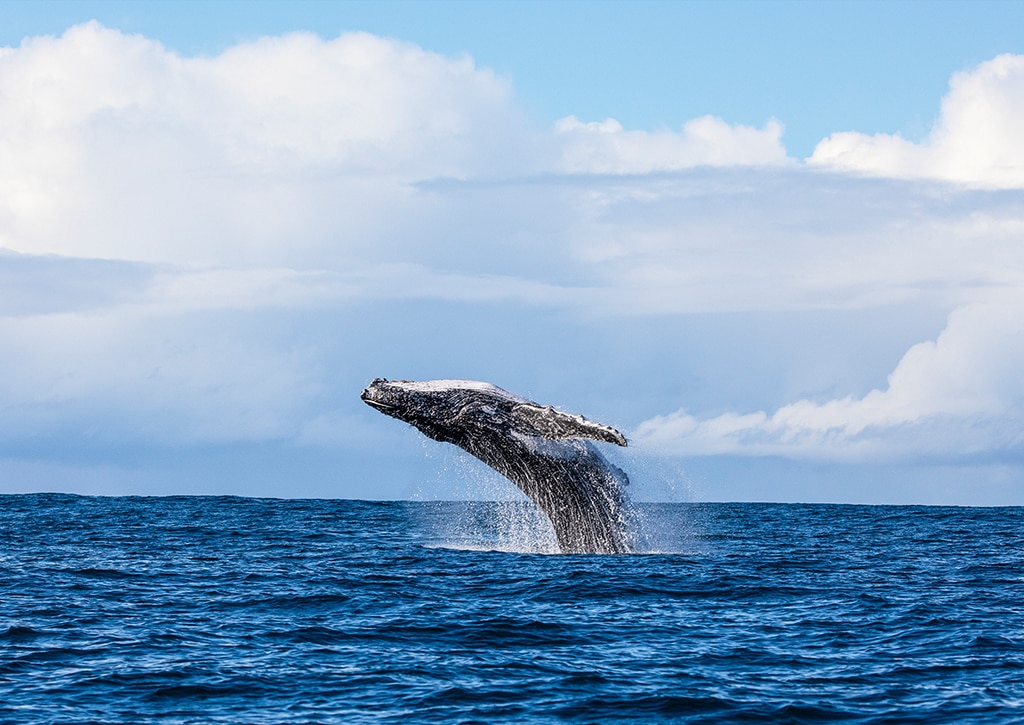 Whale watching in Sydney and NSW, Sydney, New South Wales