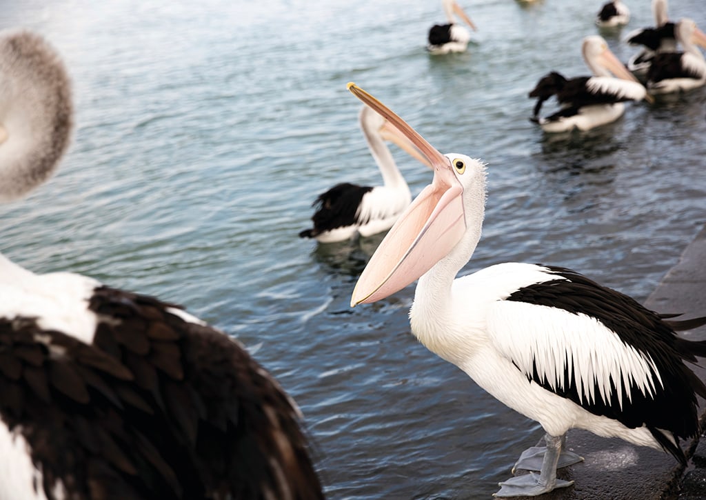 Pelicans feeding at The Entrance, Sydney, New South Wales