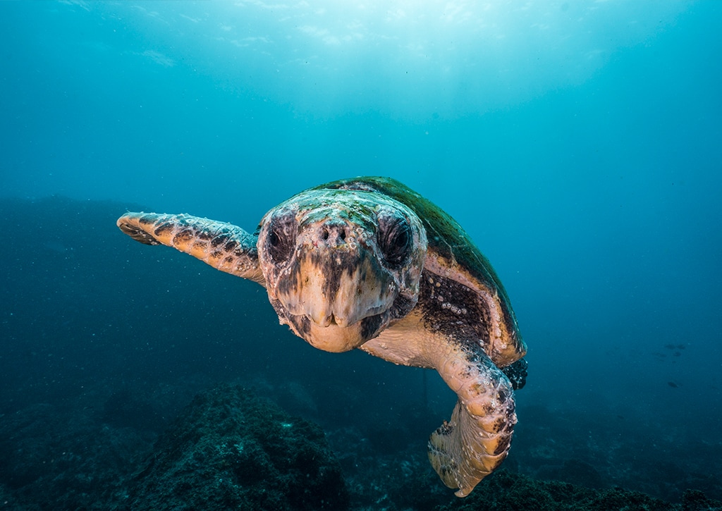 Snorkel with sea turtles, Sydney, New South Wales