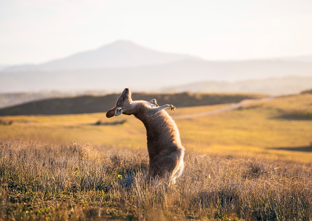 Kangaroo at Emerald Beach, Sydney, New South Wales