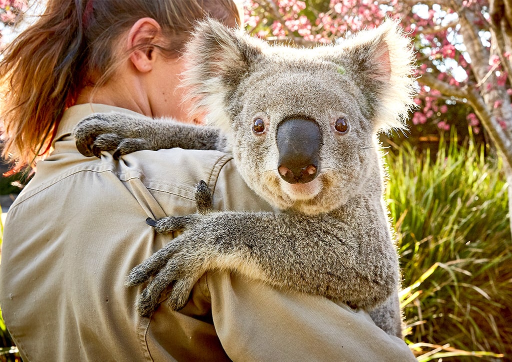 Travel to Australia