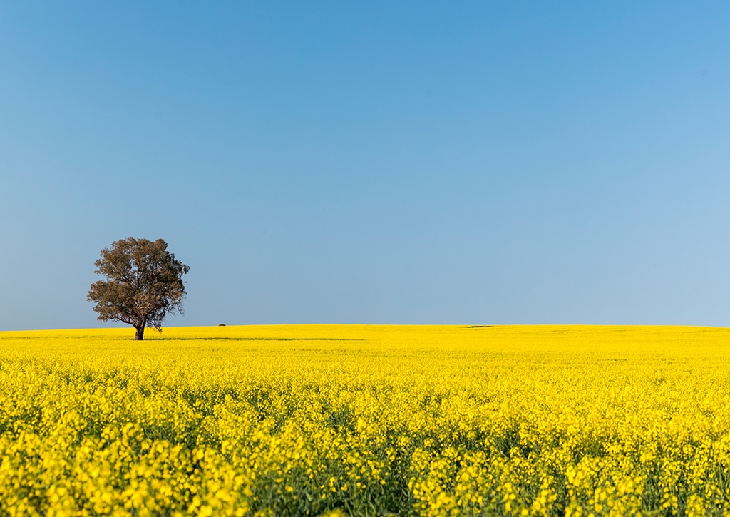 Canola Trail, Sydney, New South Wales