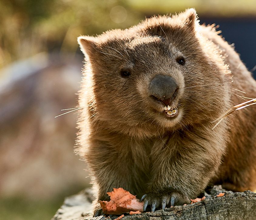 13-DNSW_wildlife-wombat-symbio-wildlife-park