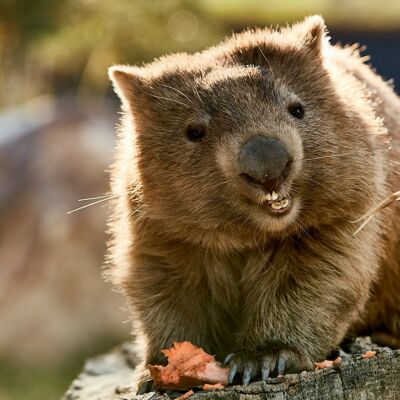 13-DNSW_wildlife-wombat-symbio-wildlife-park